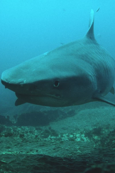 Batallas salvajes: batallas de tiburones