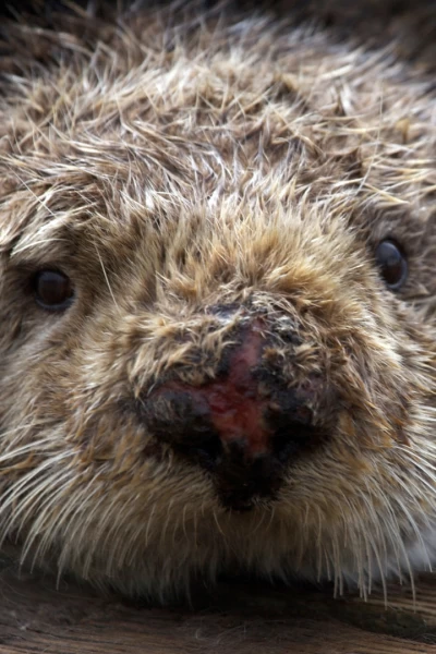 Salvar a las nutrias de mar
