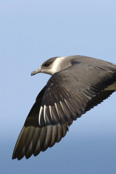Salvar a nuestros pájaros marinos