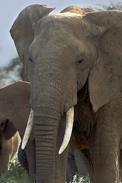 Gran abismo: el corazón salvaje de África: Dentro del gran abismo