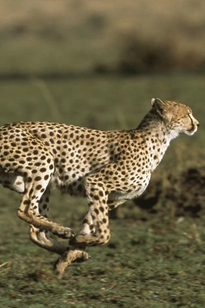 El diario de Big Cat