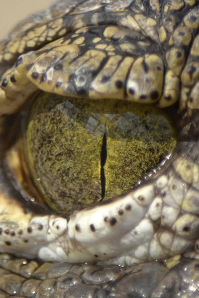 La invasión de los cocodrilos