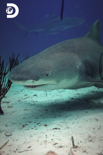 Tiburón: a la caza de Colossus