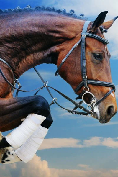 Mundial de saltos ecuestres con caballos de cría