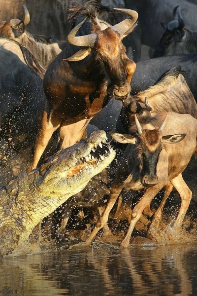 Récord mundiales del mundo animal