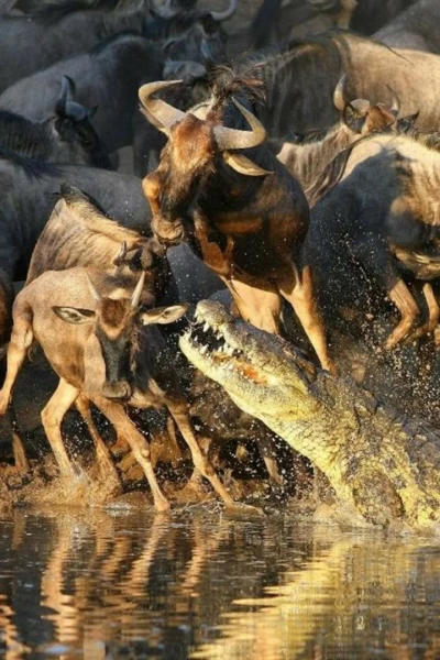 El club de la lucha de la naturaleza
