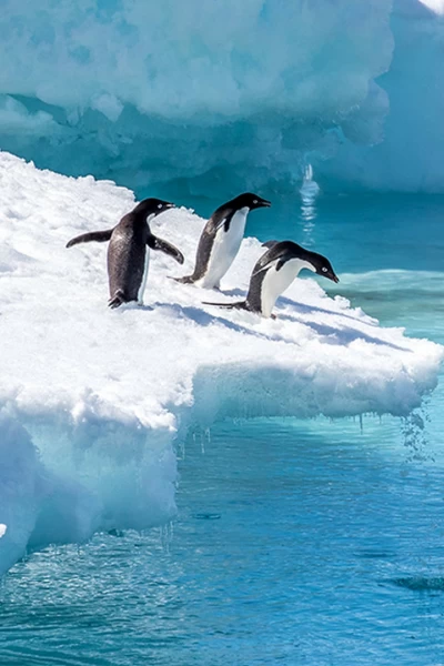 El reino de los pingüinos