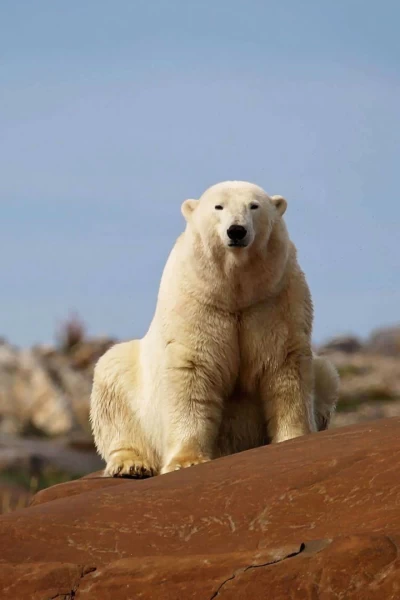 El reino del oso polar