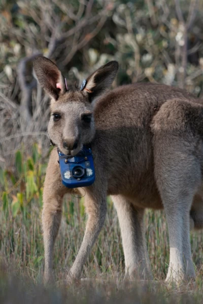 Animales con cámaras