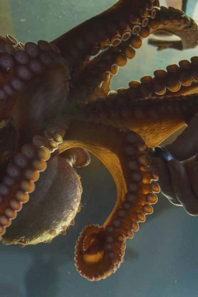 Contactos con un pulpo gigante del Pacífico