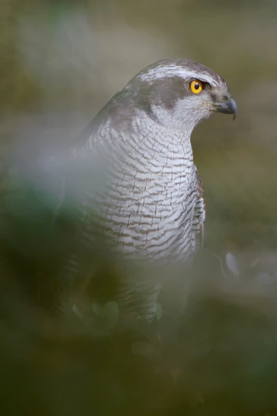 Cazadores Mediterráneos