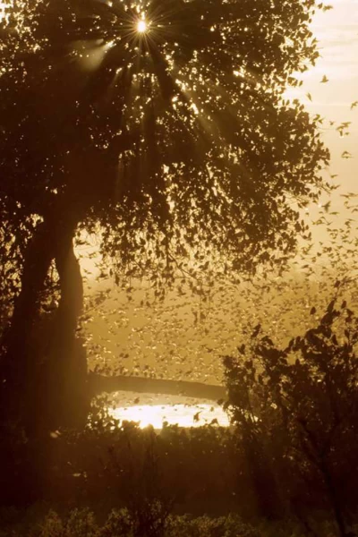 Érase una vez en Tsavo