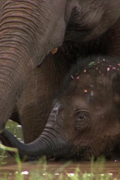Elefants, canviant vides