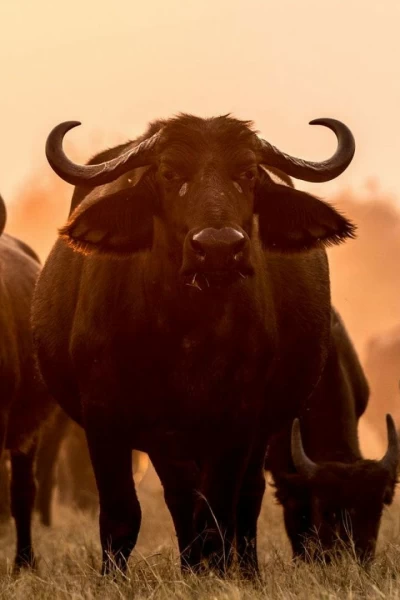 Els canvis de la natura