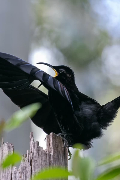 Los orígenes de la Australia tropical