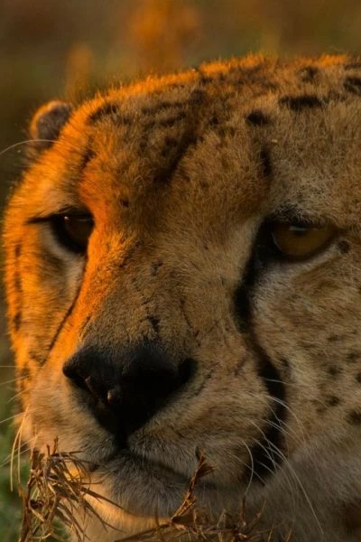 Grandes especies de África