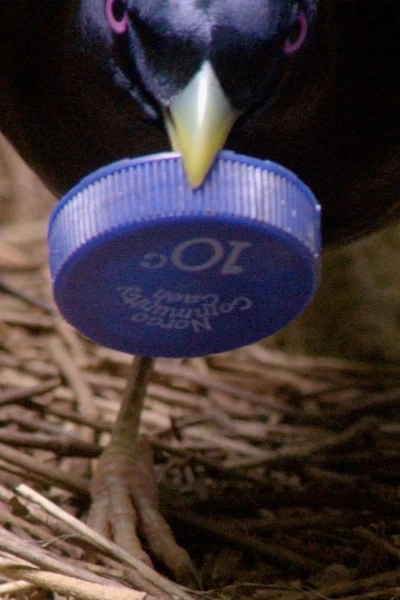 Profesiones salvajes