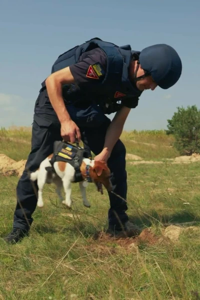 Nosotros, nuestras mascotas y la guerra