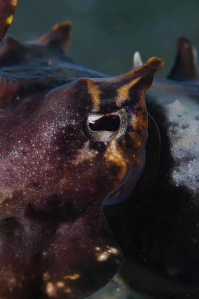 Los cuatro reyes, el santuario del mar de Halmahera
