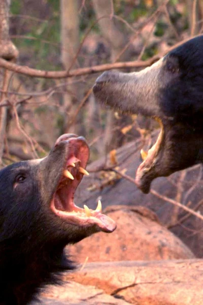 Oso perezoso, el nacimiento de un príncipe