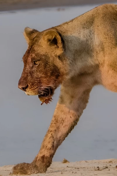 Los titanes de los ríos africanos