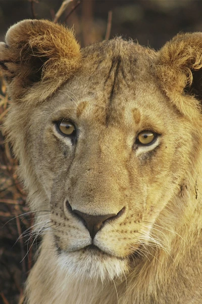 Juego de leones