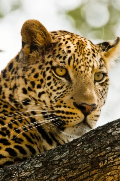 Kalahari: el desierto subterráneo de África