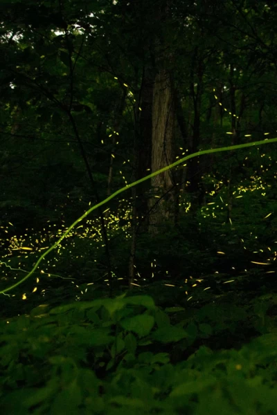 La magia de la bioluminiscencia