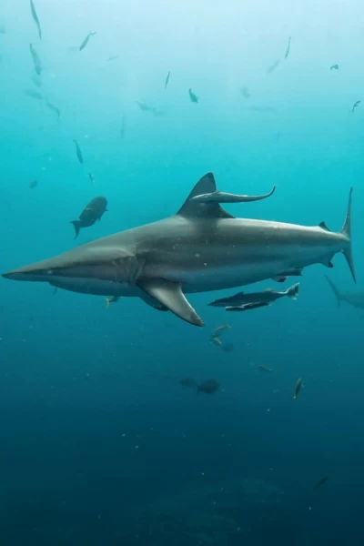 When Sharks Attack