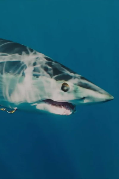 El tiburón mako más grande del mundo
