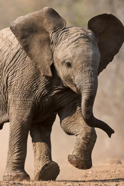 Pequeños gigantes del mundo animal