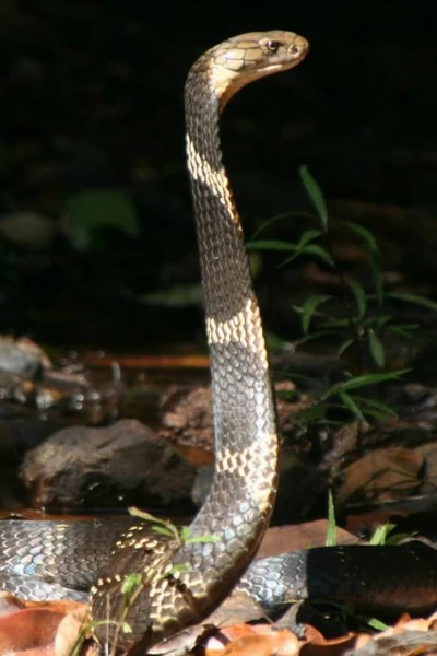 Los secretos de la cobra real