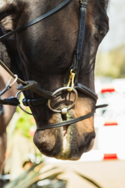 CSIO Barcelona. T(2026). CSIO Barcelona (2026): Gran Premio Ciutat de Barcelona